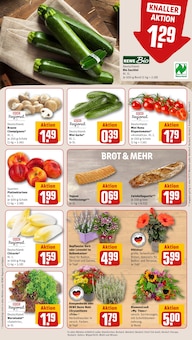 Blumentopf im REWE Prospekt "Dein Markt" mit 28 Seiten (Siegen (Universitätsstadt))
