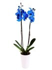 Orchidée bleue en promo chez Carrefour Noisy-le-Grand à 12,99 €