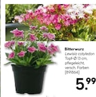 Bitterwurz im aktuellen Hellweg Prospekt