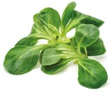 Feldsalat bei REWE im Prospekt "" für 1,69 €