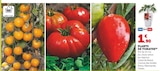 Plants de tomates dans le catalogue Hyper U