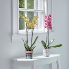Orchidée phalaenopsis en promo chez Carrefour Market Boulogne-Billancourt à 7,99 €