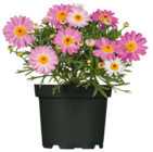 Hagebaumarkt Wörth - Strauchmargerite Angebot im Prospekt Strauchmargerite bei Hagebaumarkt im Wörth Prospekt für 2,49 €