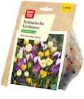 Botanische Krokusse von REWE Beste Wahl für 1,49 € bei REWE im Angebot Botanische Krokusse von REWE Beste Wahl im aktuellen REWE Prospekt