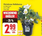 Christrose Helleborus Angebote bei E center Falkensee für 2,99 €