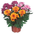 Chrysanthème multifleurs en promo chez Carrefour Yerres à 1,79 €