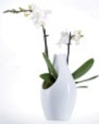 Orchidée en pot céramique design en promo chez Lidl Grenoble à 11,99 €