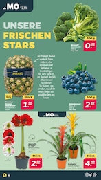 Ananas Angebot im aktuellen Netto mit dem Scottie Prospekt auf Seite 2