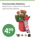 Flammendes Käthchen von  im aktuellen V-Markt Prospekt für 4,99 €