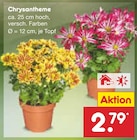 Aktuelles Chrysantheme Angebot bei Netto Marken-Discount in Cottbus ab 2,79 €