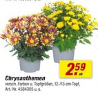 Angebot im toom Baumarkt Raguhn-Jeßnitz Prospekt toom Baumarkt Raguhn-Jeßnitz Prospekt mit im Angebot für 2,59 €