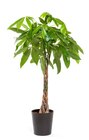Gamm vert Liesle - Promo Pachira ECLOZ Promo Pachira ECLOZ à 19,99 € dans le catalogue Gamm vert à Liesle
