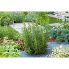 Romarin Bio à 2,10 € dans le catalogue Carrefour