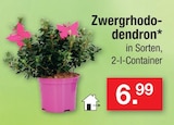 Zwergrhodo­dendron Angebote bei Zimmermann Magdeburg für 6,99 €