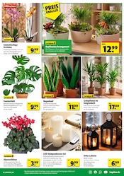 Aktueller Hagebaumarkt Prospekt mit Laterne, "ERLEBE IMMERGRÜNE GARTENMOMENTE", Seite 5