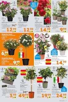 Blumen im Globus-Baumarkt Prospekt "Immer eine Idee besser" mit 25 Seiten (Stuttgart)