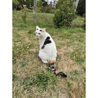 Repas pour chats Coffret Gold - GOURMET GOLD en promo chez Carrefour Market Repas pour chats Coffret Gold - GOURMET GOLD dans le catalogue Carrefour Market