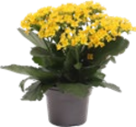 Flammendes Käthchen im Angebot bei Blumen Ostmann in Bremen Flammendes Käthchen Angebote bei Blumen Ostmann Bremen für 1,99 €