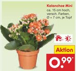 Kalanchoe Mini bei Netto Marken-Discount im Wusterhausen Prospekt für 0,99 €