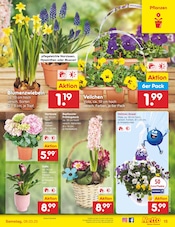 Aktueller Netto Marken-Discount Prospekt mit Pflanzen, "Aktuelle Angebote", Seite 21