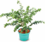 Eukalyptus für 3,49 € bei Netto Marken-Discount im Angebot Eukalyptus im aktuellen Netto Marken-Discount Prospekt