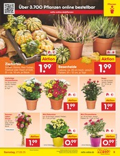 Aktueller Netto Marken-Discount Prospekt mit Blumen, "Aktuelle Angebote", Seite 9