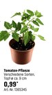 Aktuelles Tomaten-Pflanze Angebot bei OBI in Dortmund ab 0,99 €