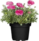 Globus-Baumarkt Altweidelbach Prospekt mit  im Angebot für 2,49 €