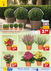 Ähnliche Sonnenblume Angebote im Prospekt "Aktuelle Angebote" von Netto Marken-Discount in Offenbach Ähnliche Angebote wie Sonnenblume im Prospekt "Aktuelle Angebote" auf Seite 4 von Netto Marken-Discount in Offenbach