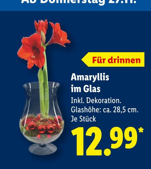 Amaryllis im Glas