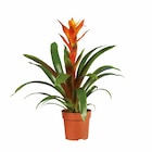 Vriesea ou Guzmania en promo chez Lidl Aix-en-Provence à 5,29 €