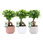 Ficus ginseng dans le catalogue Carrefour