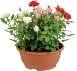 Rosier Carnaval + Coupe à 17,99 € dans le catalogue Botanic