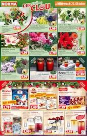 Adventsgesteck Angebote im Prospekt "Mehr fürs Geld" von Norma Adventsgesteck Angebote im Prospekt "Mehr fürs Geld" von Norma auf Seite 12
