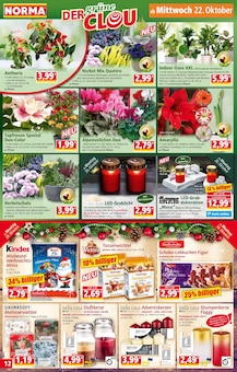Blumen Angebot im Norma Prospekt, gültig von 20.10.2025 bis 25.10.2025 Blumen Angebot im aktuellen Norma Prospekt auf Seite 12