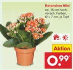 Aktuelle Pflanzen Angebote bei Netto Marken-Discount in Jena Aktuelles Kalanchoe Mini Angebot bei Netto Marken-Discount in Jena ab 0,99 €