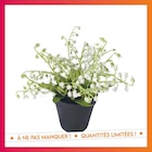 B&M Yzeure - Promo Muguet en pot Promo Muguet en pot à 3,62 € dans le catalogue B&M à Yzeure