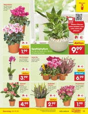 Aktueller Netto Marken-Discount Prospekt mit Chrysantheme, "Aktuelle Angebote", Seite 13