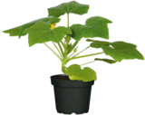 Zucchini im Angebot bei Hagebaumarkt in Mainz Zucchini Angebote von Gartenkrone bei Hagebaumarkt Mainz für 1,99 €