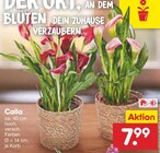 Aktuelles Calla Angebot bei Netto Marken-Discount in Mannheim ab 7,99 €