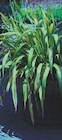 Promo Phormium à 14,99 € dans le catalogue Hyper U à La Roche-sur-Yon