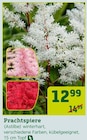 Prachtspiere im Angebot bei Pflanzen Kölle in Rüsselsheim Prachtspiere Angebote bei Pflanzen Kölle Rüsselsheim für 12,99 €