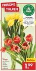 Aktuelles Tulpen Angebot bei Netto Marken-Discount in Ulm ab 1,99 €