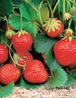 Promo Fraisier barquette de 6 plants à 3,99 € dans le catalogue Intermarché à Roumazières-Loubert