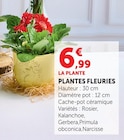 Plantes fleuries Rosier en promo chez U Express Reims à 6,99 €