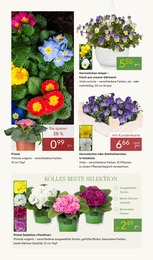 Zimmerpflanzen im Pflanzen Kölle Prospekt "WELTFRAUENTAG" auf Seite 4