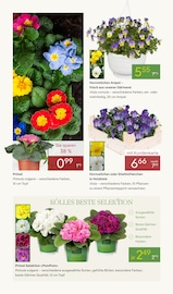 Hornveilchen Angebote im Prospekt "WELTFRAUENTAG" von Pflanzen Kölle Hornveilchen Angebote im Prospekt "WELTFRAUENTAG" von Pflanzen Kölle auf Seite 4