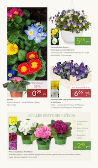 Blumen im Pflanzen Kölle Prospekt "WELTFRAUENTAG" mit 20 Seiten (Hamburg)