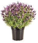 Schopflavendel „Lavandula stoechas“ bei Hagebaumarkt im Grafing Prospekt für 3,99 €