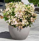 Aktuelle Hortensie Angebote bei OBI in Nürnberg Aktuelles Rispenhortensie Angebot bei OBI in Nürnberg ab 19,99 €